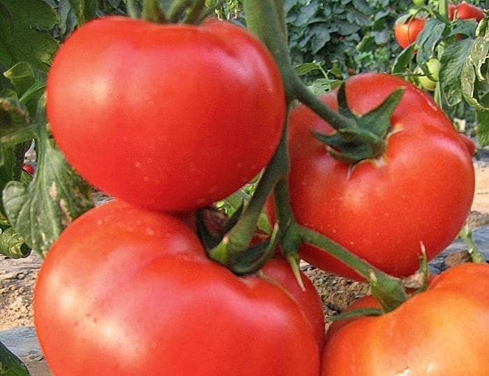 Помідорне достаток або як вибрати кращий сорт томатів